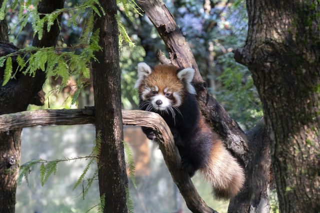 This is a photo of a red panda cub in a tree.